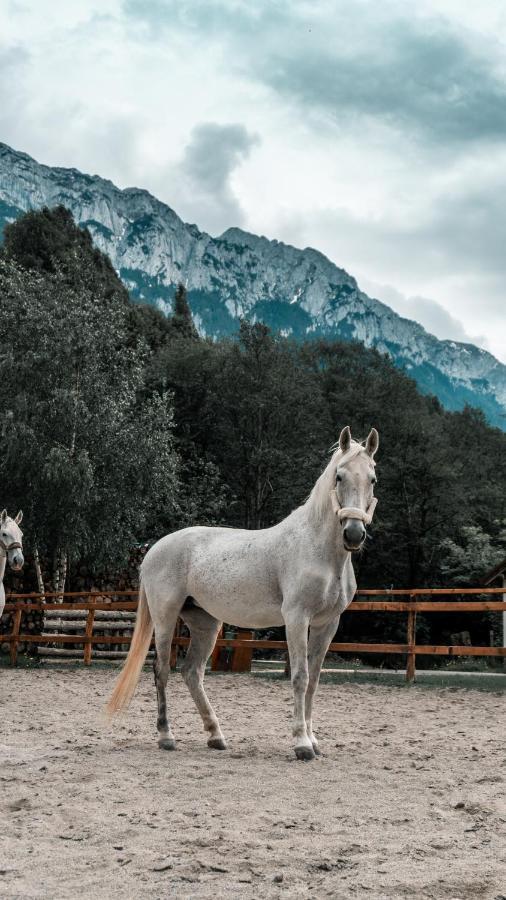 Popasul Craiului Zarnesti Exterior foto